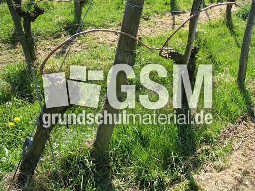 Weil am Rhein Weiler Weinweg 013.jpg